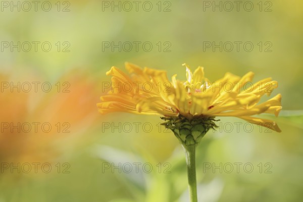 Zinnia (Zinnia elegans, Zinnia violacea), flower, ornamental plant, North Rhine-Westphalia, Germany