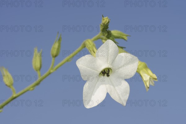 Ornamental tobacco (Nicotiana alata), flower, ornamental plant, North Rhine-Westphalia, Germany