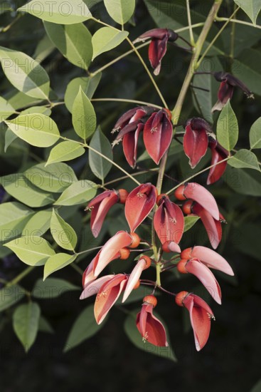 Caribbean coral shrub (Cockspur Coral Tree), branch with flowers, found in South America