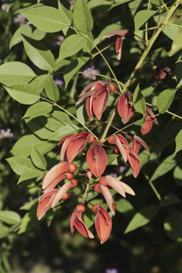 Caribbean coral shrub (Cockspur Coral Tree), branch with flowers, found in South America