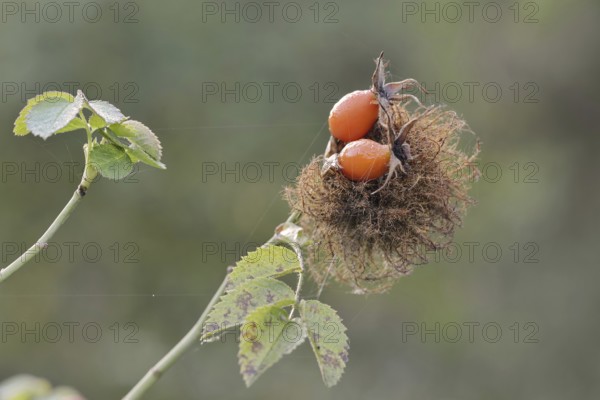Mossyrose gall wasp (Diplolepis rosae), rose gall on a branch of the dog rose (Rosa canina) with rose hips, North Rhine-Westphalia, Germany