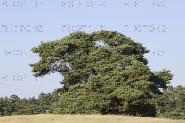 Scots pine (Pinus sylvestris), Westruper Heide, North Rhine-Westphalia, Germany