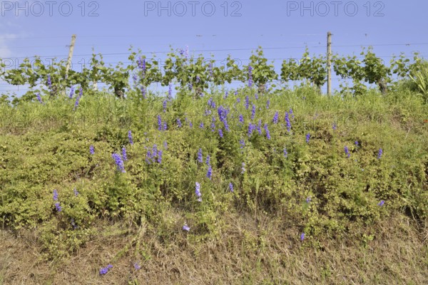 Flowering forking larkspur or field larkspur (Consolida regalis, Delphinium consolida) on a vineyard, Kaiserstuhl, Baden-Württemberg, Germany