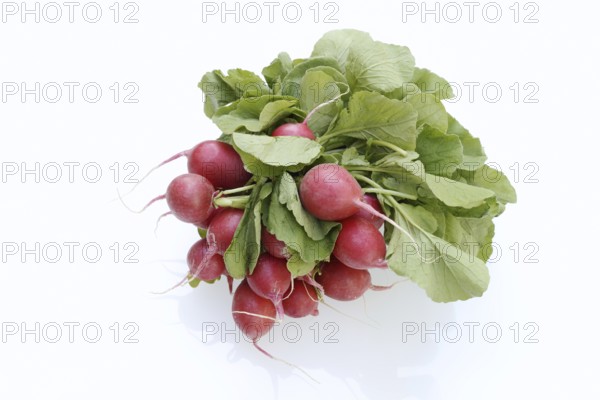 Radish (Raphanus sativus var. sativus) with leaves against a white background