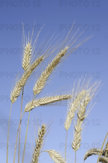 Wheat or common wheat (Triticum aestivum, Triticum vulgare), ears, North Rhine-Westphalia, Germany