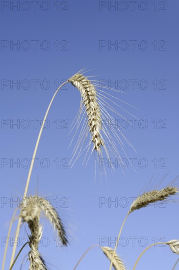 Wheat or common wheat (Triticum aestivum, Triticum vulgare), ears, North Rhine-Westphalia, Germany