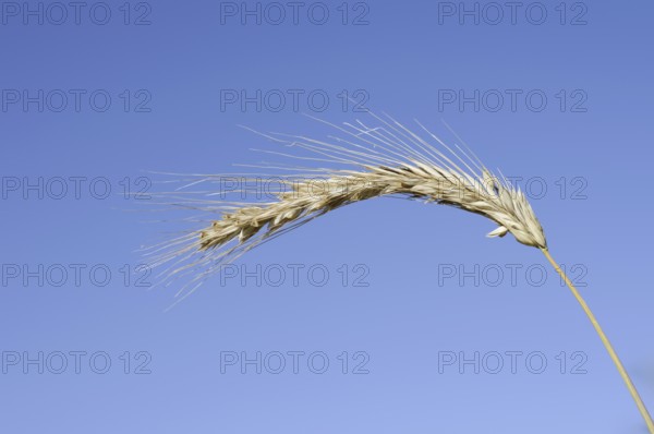 Wheat or common wheat (Triticum aestivum, Triticum vulgare), ear, North Rhine-Westphalia, Germany