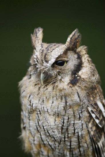 Tropical screech owl or Choliba screech owl (Megascops choliba, Otus choliba), portrait, captive, occurring in Central America and South America