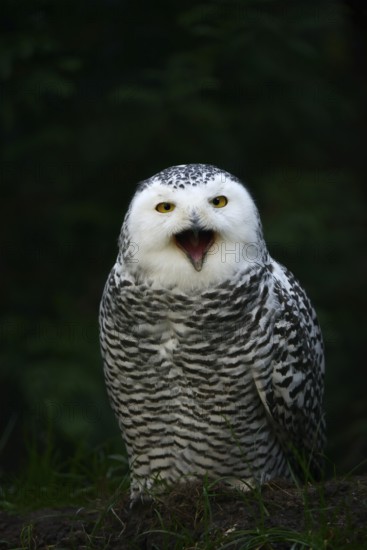 Snowy owl (Bubo scandiacus), calling female, captive, Germany