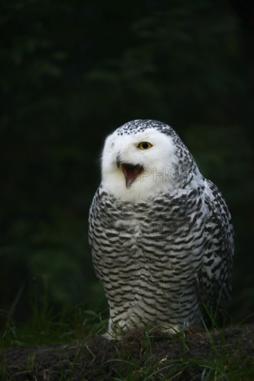 Snowy owl (Bubo scandiacus), calling female, captive, Germany