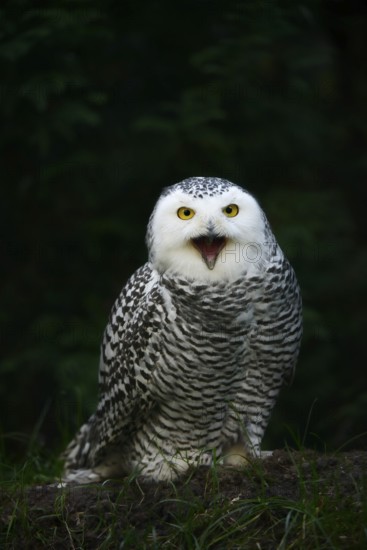Snowy owl (Bubo scandiacus), calling female, captive, Germany