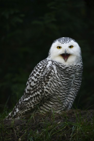 Snowy owl (Bubo scandiacus), calling female, captive, Germany