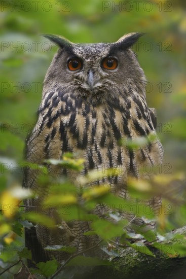 European Eagle Owl (Bubo bubo), North Rhine-Westphalia, Germany
