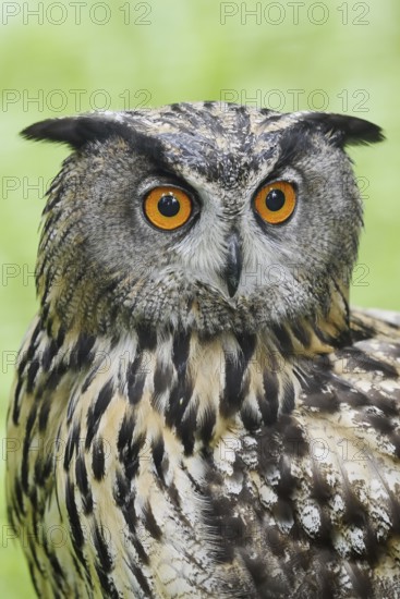 European eagle owl (Bubo bubo), portrait, North Rhine-Westphalia, Germany