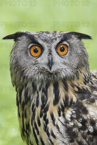 European eagle owl (Bubo bubo), portrait, North Rhine-Westphalia, Germany