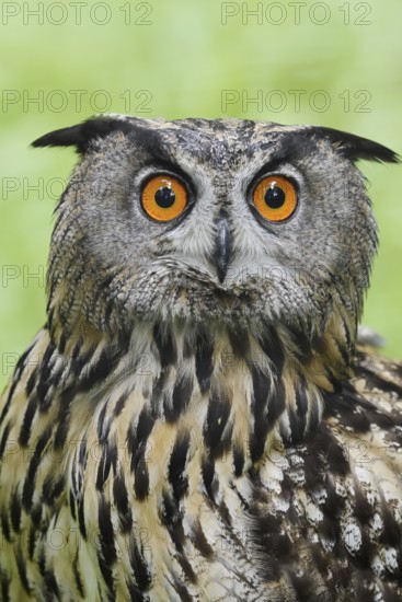 European eagle owl (Bubo bubo), portrait, North Rhine-Westphalia, Germany