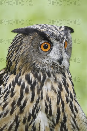 European eagle owl (Bubo bubo), portrait, North Rhine-Westphalia, Germany