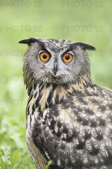 European eagle owl (Bubo bubo), portrait, North Rhine-Westphalia, Germany