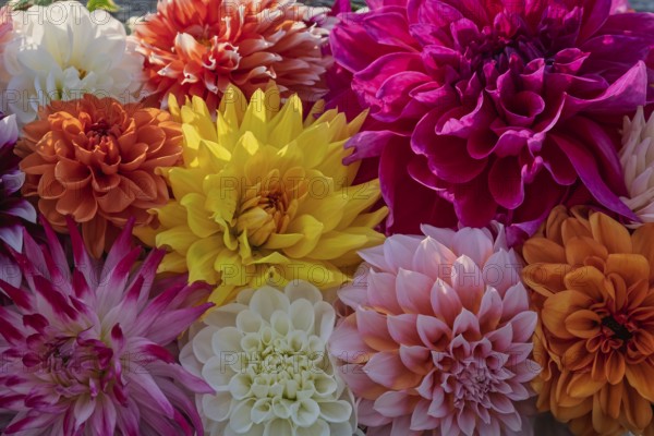 Colourful dahlia blossoms, Dahlia, Münsterland, North Rhine-Westphalia, Germany