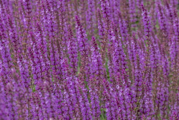 Steppe sage (Salvia nemorosa), North Rhine-Westphalia, Germany