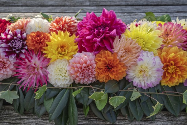 Arrangement of colourful dahlias (Dahlia) as decoration on a wooden table, Münsterland, North Rhine-Westphalia, Germany