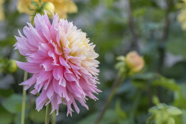 Deer antler dahlia, Just Married variety, Münsterland, North Rhine-Westphalia, Germany