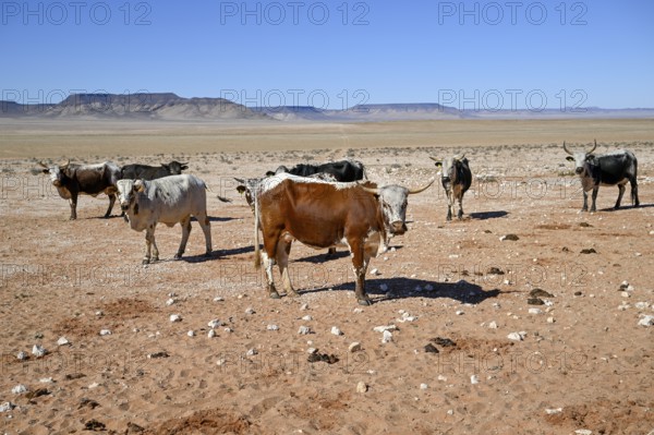 Cattle in the barren landscape near Aus, Karas region, Namibia