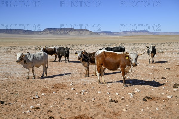 Cattle in the barren landscape near Aus, Karas region, Namibia