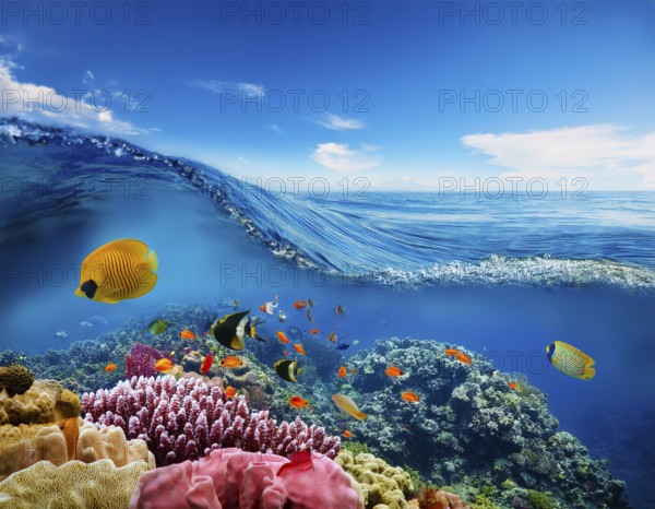 Scuba diver diving over coral tropical reef, with colorful sea fish beautiful ocean ecosystem, AI generated