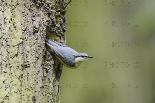 Nuthatch (Sitta europaea) at the breeding den, North Rhine-Westphalia, Germany