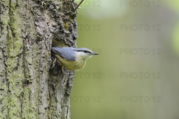 Nuthatch (Sitta europaea) at the breeding den, North Rhine-Westphalia, Germany