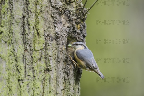 Nuthatch (Sitta europaea) at the breeding den, North Rhine-Westphalia, Germany