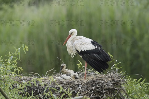 White stork (Ciconia ciconia) with chicks in the nest, North Rhine-Westphalia, Germany