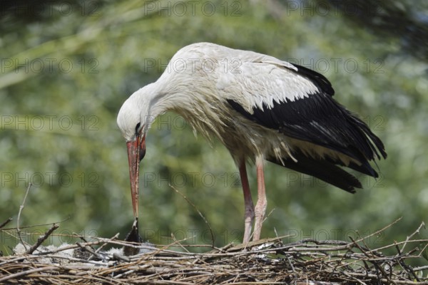 White stork (Ciconia ciconia) feeding chicks in the nest, North Rhine-Westphalia, Germany