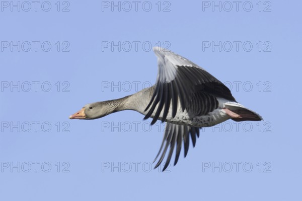 Greylag goose (Anser anser), flying, North Rhine-Westphalia, Germany