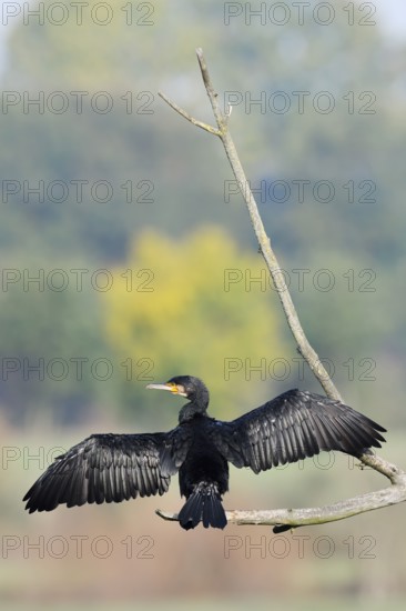 Cormorant (Phalacrocorax carbo) sitting on a branch and drying its feathers, North Rhine-Westphalia, Germany