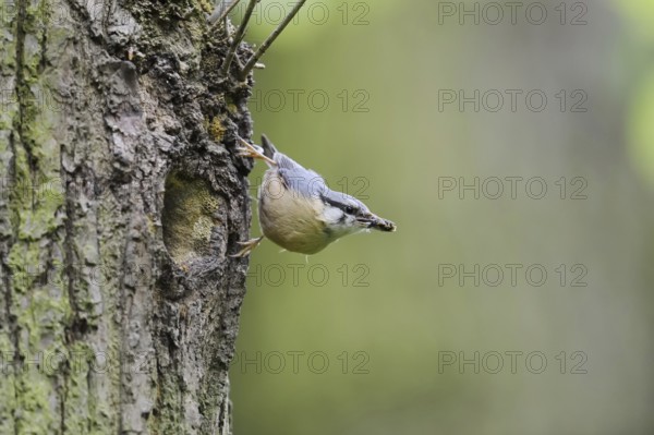Nuthatch (Sitta europaea) at the breeding den, North Rhine-Westphalia, Germany