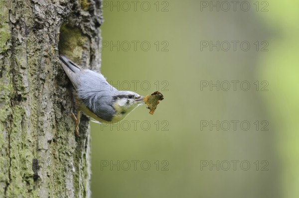 Nuthatch (Sitta europaea) at the breeding den, North Rhine-Westphalia, Germany