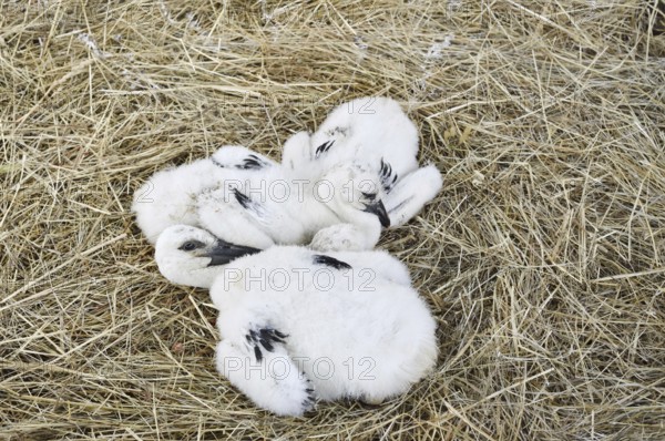 White stork (Ciconia ciconia), chick in nest, North Rhine-Westphalia, Germany