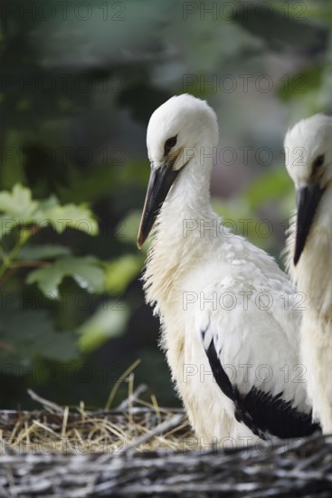 White stork (Ciconia ciconia), chick in nest, North Rhine-Westphalia, Germany