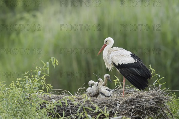 White stork (Ciconia ciconia) with chicks in the nest, North Rhine-Westphalia, Germany