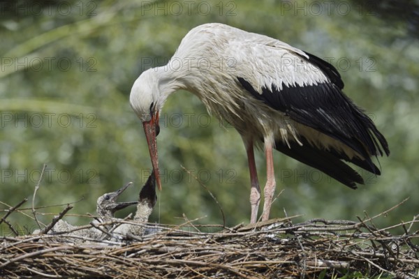 White stork (Ciconia ciconia) feeding chicks in the nest, North Rhine-Westphalia, Germany