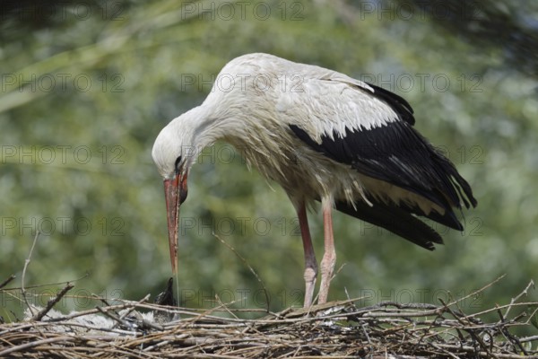 White stork (Ciconia ciconia) feeding chicks in the nest, North Rhine-Westphalia, Germany