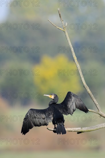 Cormorant (Phalacrocorax carbo) sitting on a branch and drying its feathers, North Rhine-Westphalia, Germany