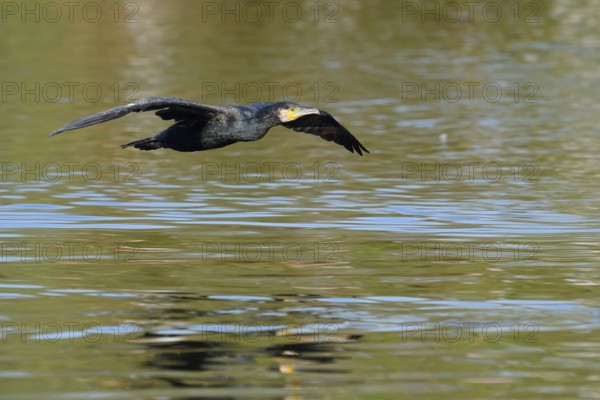 Cormorant (Phalacrocorax carbo) flying over the water, North Rhine-Westphalia, Germany