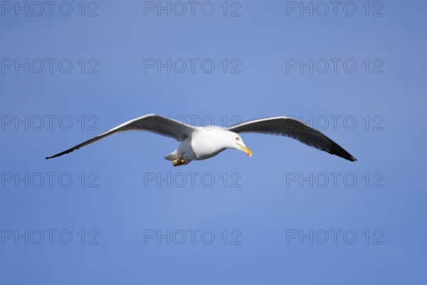 Mediterranean Gull (Larus michahellis) flying, Algarve, Portugal