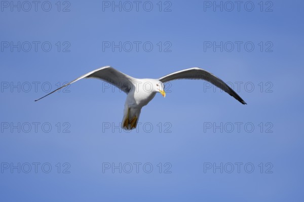 Mediterranean Gull (Larus michahellis) flying, Algarve, Portugal