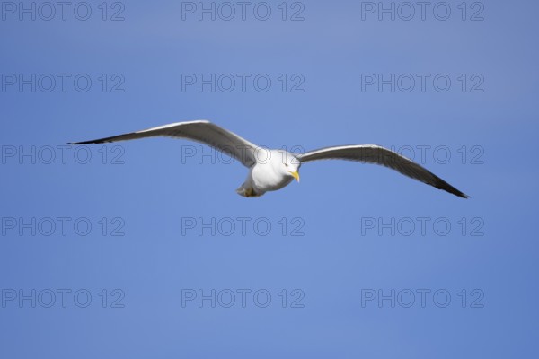 Mediterranean Gull (Larus michahellis) flying, Algarve, Portugal