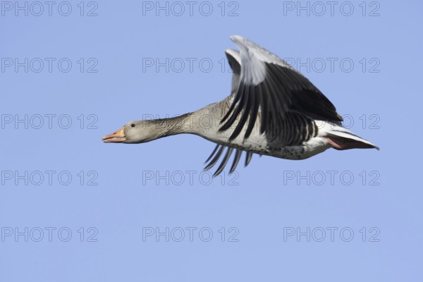 Greylag goose (Anser anser), flying, North Rhine-Westphalia, Germany