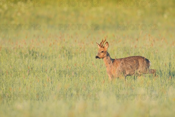 European roe deer (Capreolus capreolus), roebuck in a meadow, North Rhine-Westphalia, Germany